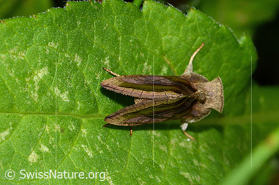 Foto: Wahrscheinlich Messingeule (Diachrysia chrysitis). Ansicht von oben.