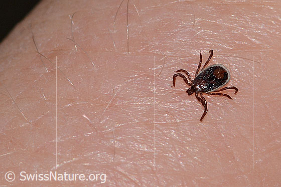 Photo: Ixodes ricinus. Male. Length: ca. 2.5mm. View from side front oben.