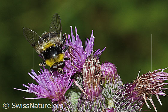 Foto: Hummel-Gebirgsschwebfliege (Sericomyia bombiformis) an Sumpf-Kratzdistel (Cirsium palustre). Länge 16mm. Ansicht von schräg oben.