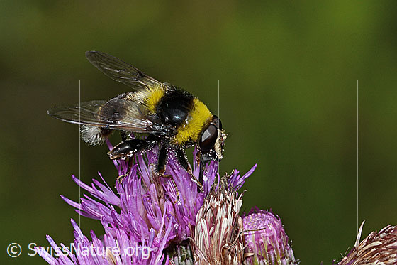 Photo: Sericomyia bombiformis an Sumpf-Kratzdistel (Cirsium palustre). Length 16mm. View from the side.