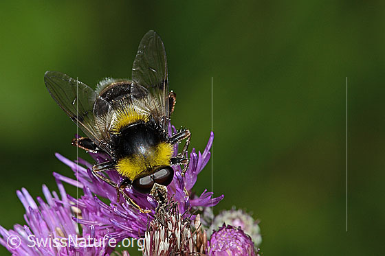 Photo: Sericomyia bombiformis on Cirsium palustre. Length 16mm. View from above.