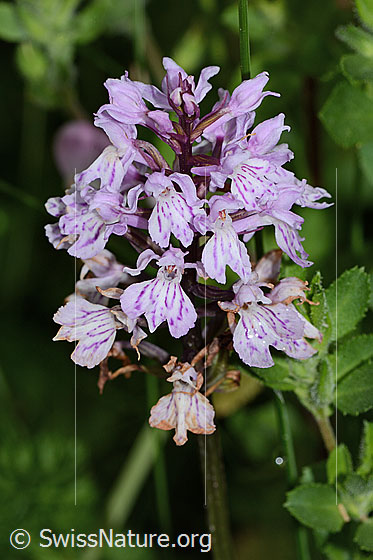 Photo: Dactylorhiza fuchsii. Inflorescence.