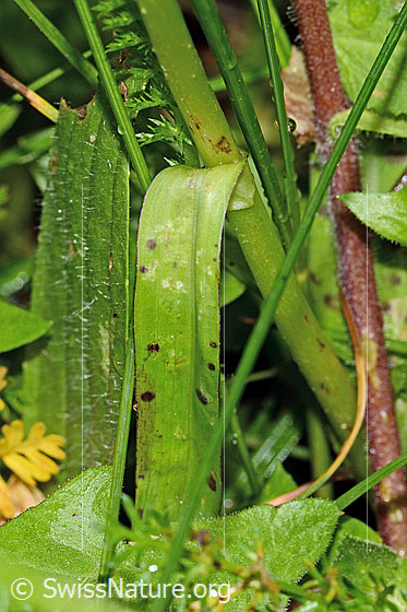 Photo: Dactylorhiza fuchsii. Leaf and stem.