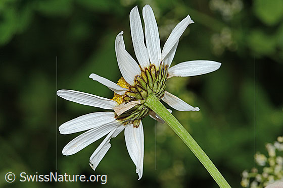 Photo: Leucanthemum vulgare. Blossom, bracts and stem.