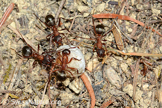 Foto: Kahlrückige Waldameise (Formica polyctena). Länge 8mm. Wird auch Kleine Rote Waldameise genannt.