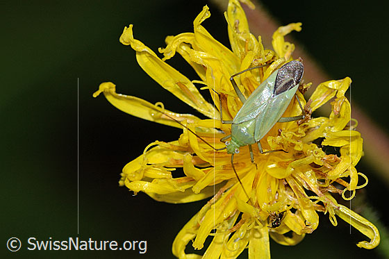 Photo: Calocoris affinis on flower. View from above.