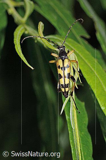 Foto: Gefleckter Schmalbock (Rutpela maculata). Ansicht von oben.