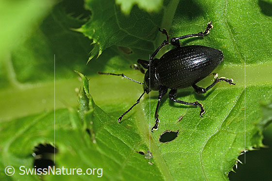 Foto: Schwarzbeiniger Dickmaulrüssler (Otiorhynchus morio). Ansicht von schräg hinten.