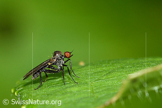 Foto: Wahrscheinlich Hybos culiciformis (Buckeltanzfliege). Länge 5mm. Ansicht von der Seite.