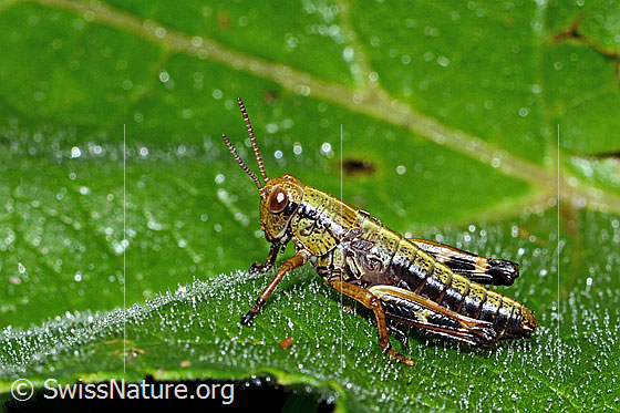 Photo: Miramella alpina. Length 14mm. Nymph stage 4. View from the side.
