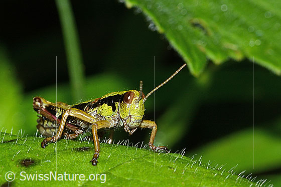 Foto: Alpine Gebirgsschrecke (Miramella alpina). Länge 16mm. Nymphenstadium 5. Ansicht von schräg vorne.
