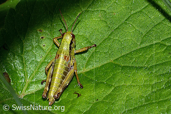 Foto: Alpine Gebirgsschrecke (Miramella alpina). Länge 16mm. Nymphenstadium 5. Ansicht von oben.