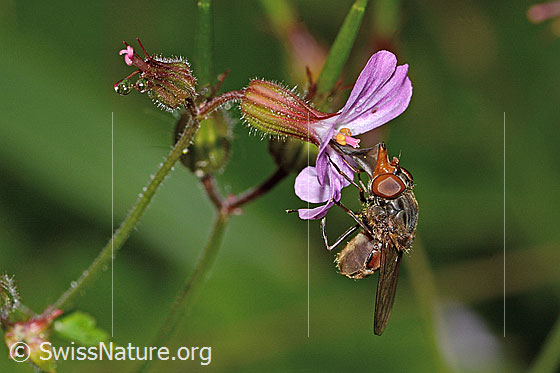Photo: Rhingia campestris on Geranium robertianum. Length 8 - 11mm. View diagonally from the front.
