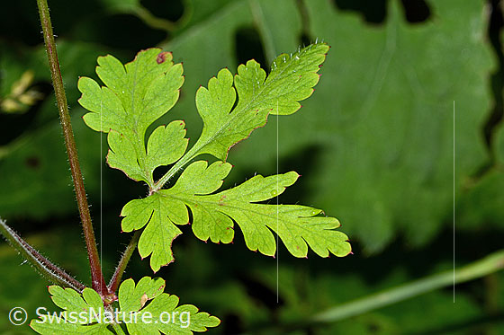 Foto: Ruprechtskraut (Geranium robertianum). Blätter.