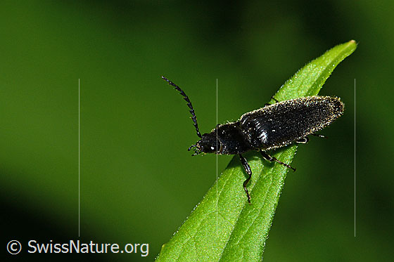 Photo: Hemicrepidius niger. Length 11mm. View from the side.