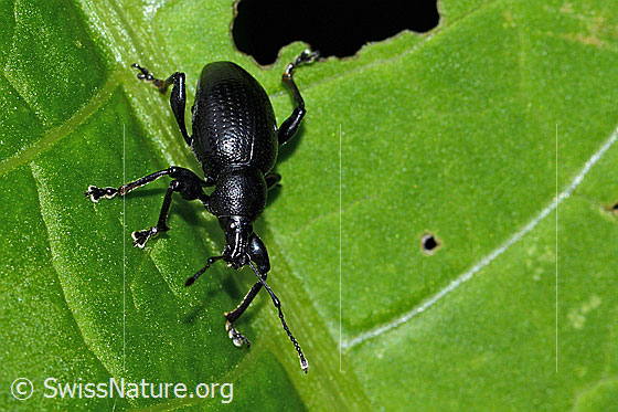 Photo: Otiorhynchus morio. View diagonally from the front.