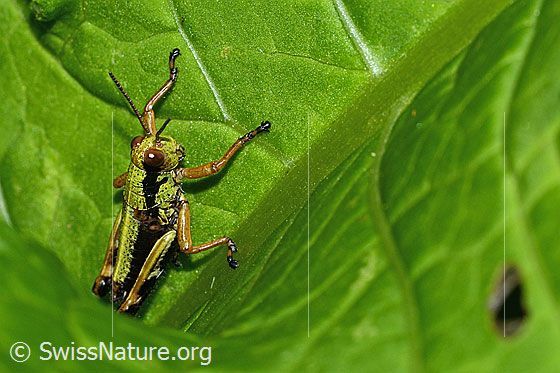 Foto: Alpine Gebirgsschrecke (Miramella alpina). Länge 16mm. Nymphenstadium 5. Ansicht von schräg oben.