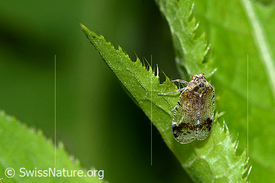 Photo: Cixius cunicularius. Length 7mm. View diagonally from the front.