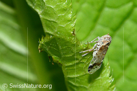 Photo: Cixius cunicularius. Length 7mm. View from the side.