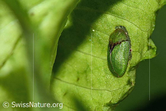 Photo: Probably Cassida rubiginosa. Length 7mm. View from the side.