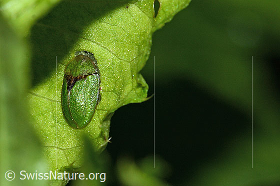 Foto: Wahrscheinlich Distelschildkäfer (Cassida rubiginosa). Länge 7mm. Ansicht von der Seite.