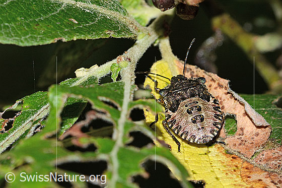 Rotbeinige Baumwanze (Pentatoma rufipes)