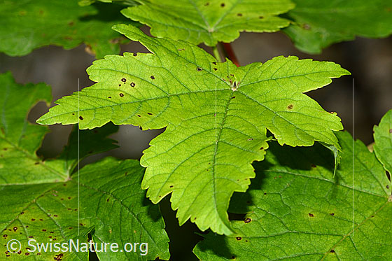 Foto: Berg-Ahorn (Acer pseudoplatanus). Blatt.
