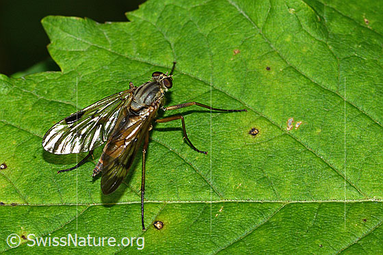 Foto: Gemeine Schnepfenfliege (Rhagio scolopaceus). Länge 13mm. Weibchen. Ansicht von oben.