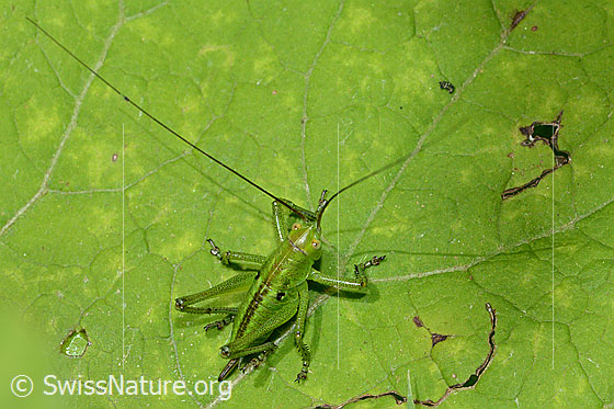 Foto: Grünes Heupferd (Tettigonia viridissima). Weibchen. (5. Nymphenstadium).
