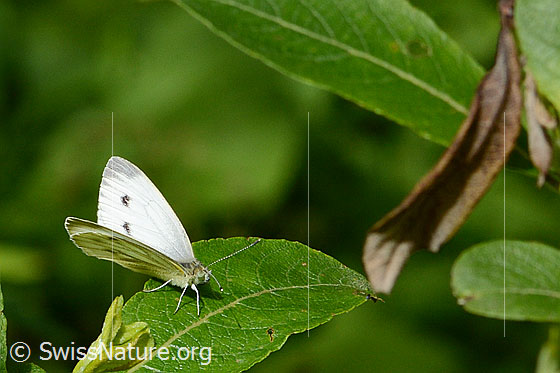 Foto: Kleiner Kohlweissling (Pieris rapae). Flügel halb geöffnet. Ansicht von schräg vorne.