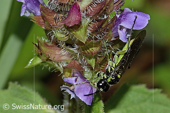Foto: Grünschwarze Blattwespe (Tenthredo mesomela) an Gemeiner Brunelle (Prunella vulgaris). Länge 13mm. Ansicht von der Seite.