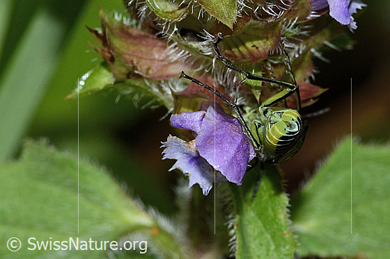 Photo: Tenthredo mesomela on Prunella vulgaris. Length 13mm. View from behind.