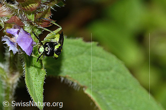 Photo: Tenthredo mesomela on Prunella vulgaris. Length 13mm. View from the front.