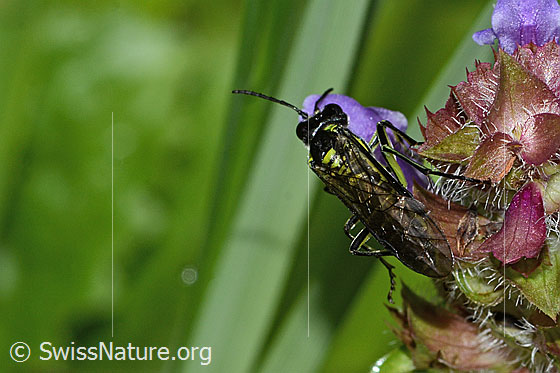 Foto: Grünschwarze Blattwespe (Tenthredo mesomela) an Gemeiner Brunelle (Prunella vulgaris). Länge 13mm. Ansicht von oben.
