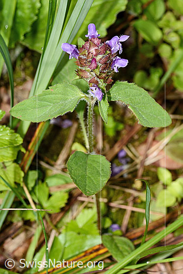 Foto: Gemeine Brunelle (Prunella vulgaris). Ganze Pflanze (Habitus).