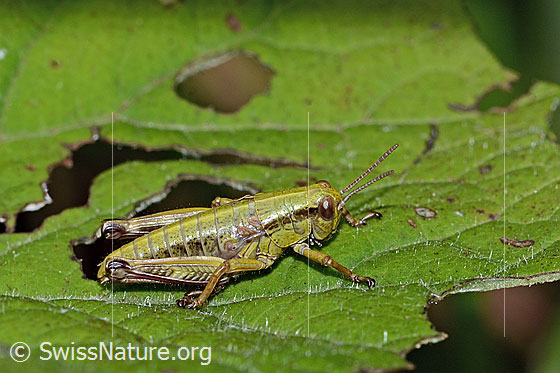 Foto: Alpine Gebirgsschrecke (Miramella alpina). Länge 14mm. Nymphenstadium 4. Ansicht von der Seite.