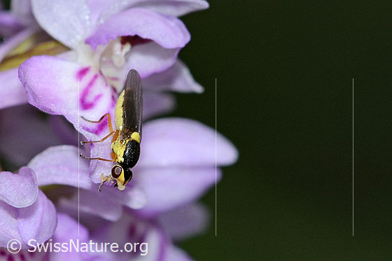 Photo: Probably Epichlorops puncticollis on Dactylorhiza fuchsii. Length 4mm. View from the side.