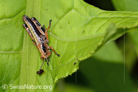 Foto: Alpine Gebirgsschrecke (Miramella alpina). Länge 14mm. Nymphenstadium 4. Ansicht von schräg vorne.