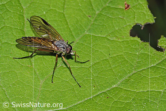 Foto: Gemeine Schnepfenfliege (Rhagio scolopaceus). Länge 13mm. Männchen. Ansicht von schräg oben.