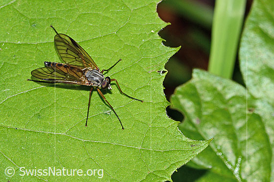 Foto: Gemeine Schnepfenfliege (Rhagio scolopaceus). Länge 13mm. Männchen. Ansicht von schräg oben.