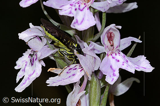 Foto: Grünschwarze Blattwespe (Tenthredo mesomela) an Fuchs