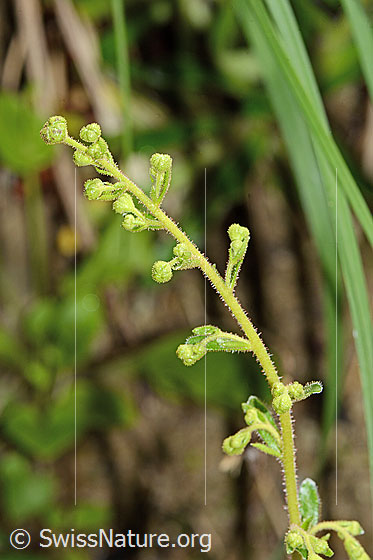 Foto: Safrangelber Steinbrech (Saxifraga mutata). Stängel und Knospen. Wird auch Kies-Steinbrech genannt.