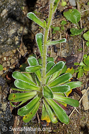 Photo: Saxifraga mutata. Leaf rosette and stem.