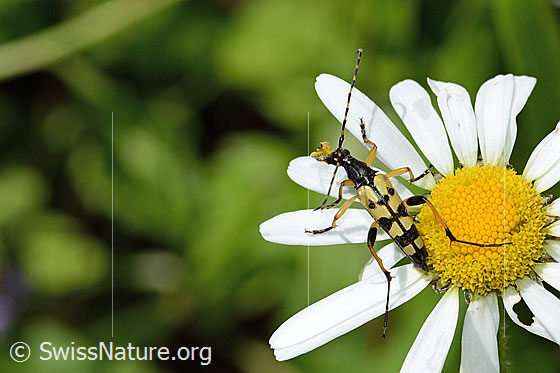 Foto: Gefleckter Schmalbock (Rutpela maculata) auf Gewöhnlicher Wiesen-Margerite (Leucanthemum vulgare). Länge 17mm. Ansicht von oben.