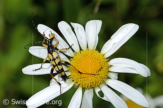 Photo: Rutpela maculata on Leucanthemum vulgare. Length 17mm. View from above.
