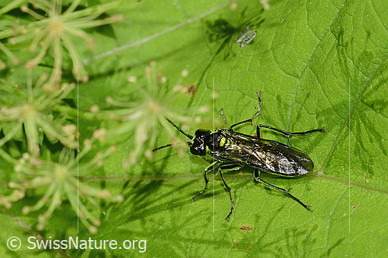 Foto: Grünschwarze Blattwespe (Tenthredo mesomela). Länge 13mm. Ansicht von schräg oben.