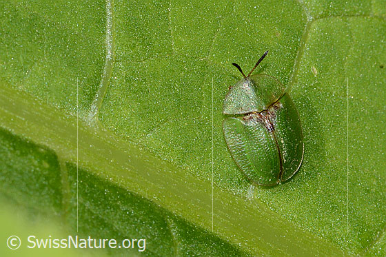 Foto: Wahrscheinlich Distelschildkäfer (Cassida rubiginosa). Länge 7mm. Ansicht von oben.