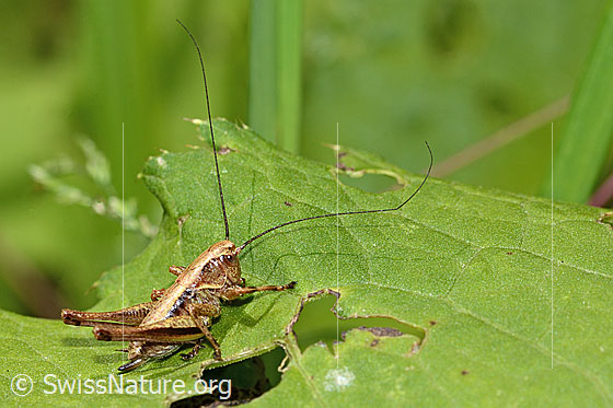 Foto: Gewöhnliche Strauchschrecke (Pholidoptera griseoaptera). Länge 14mm. Weibchen. Nymphenstadium 5. Wird auch Gemeine Strauchschrecke genannt. Ansicht von der Seite.