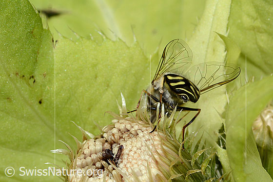 Photo: Scaeva selenitica on Cirsium oleraceum. View from behind.