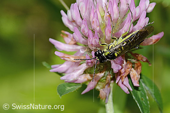 Photo: Tenthredo mesomela on Trifolium pratense. Length 13mm. View from diagonally above.